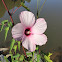 Rose Mallow