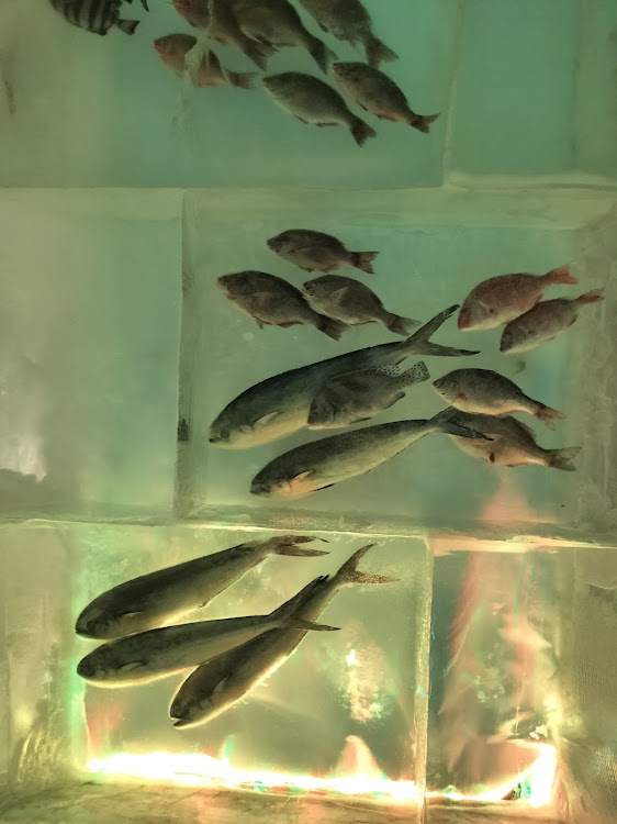 ジェイドの気仙沼シャークミュージアム・氷の水族館・北かつ　まぐろ屋・出光　丸山商店　大河原バイパス店に関するカスタム事例の投稿画像8枚目