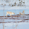 Woodland Caribou