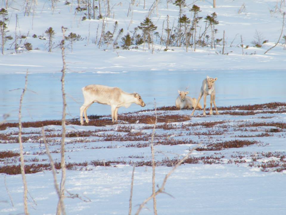 Woodland Caribou