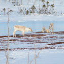 Woodland Caribou