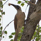 Little Friarbird