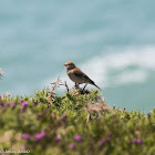 Linnet