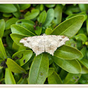 Geometridae moth 尺蛾科