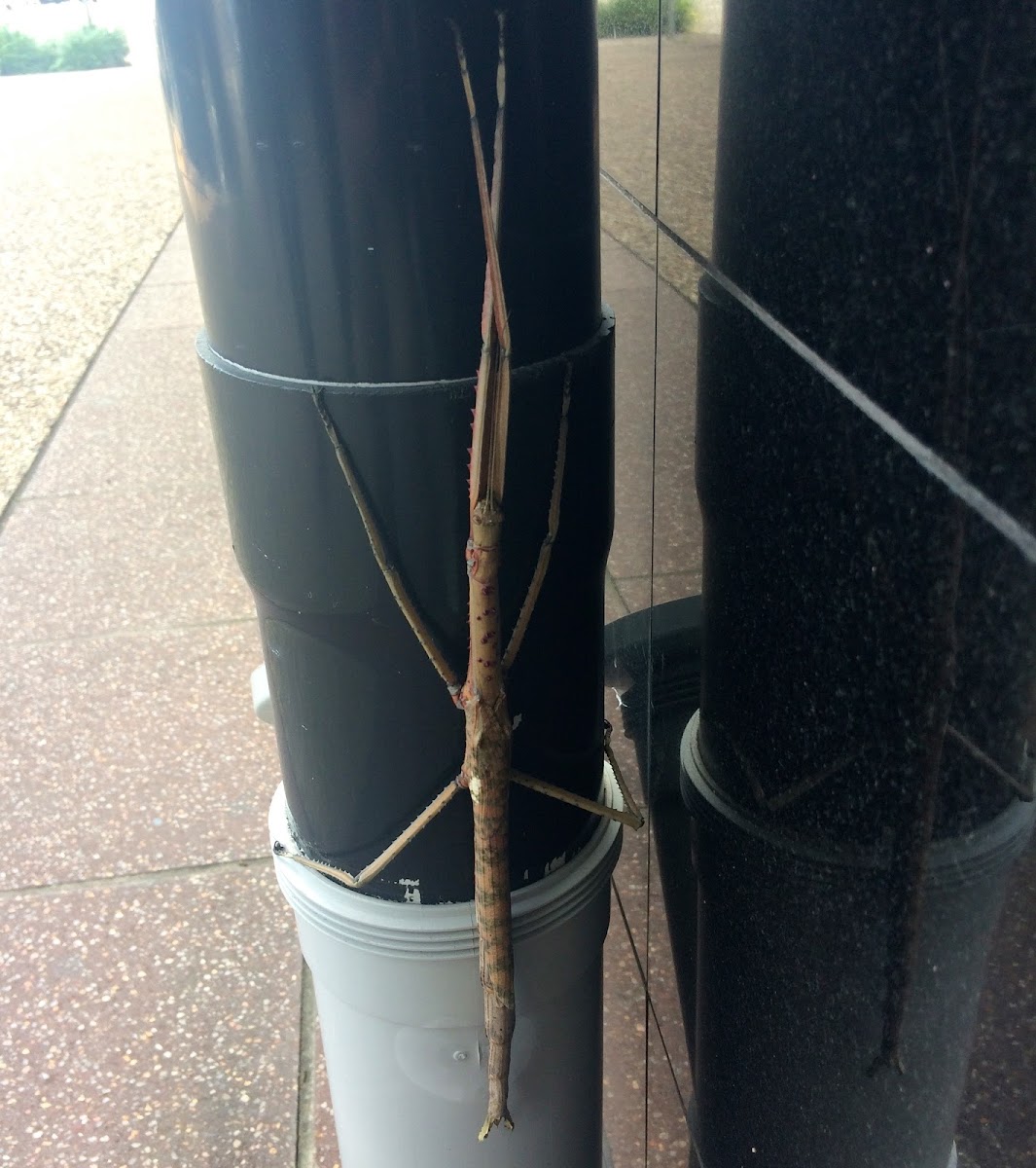 Stick insect