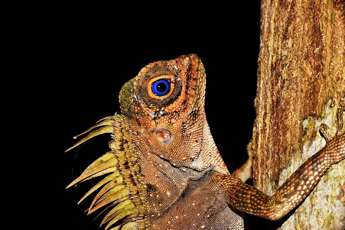 Blue-eyed Anglehead Lizard