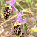 Ophrys cretica