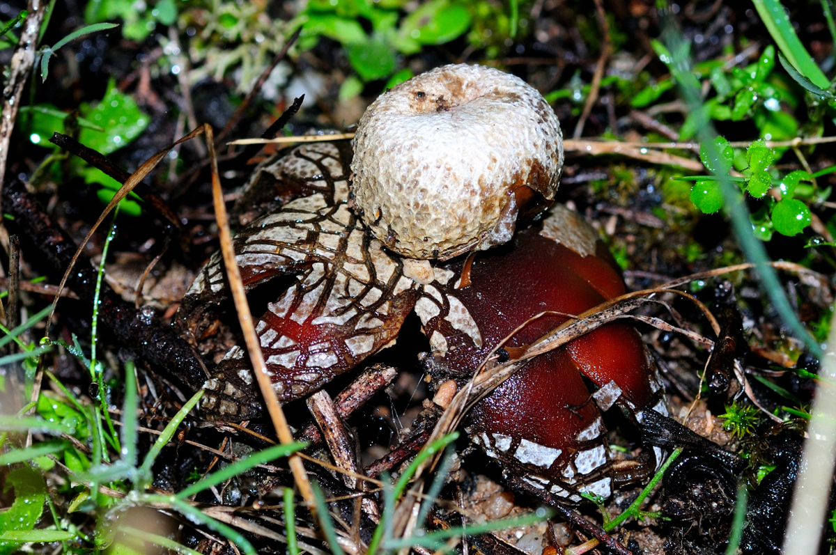 Hygroscopic earthstar; Estrella de tierra