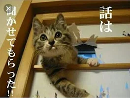 おもしろ猫写真集