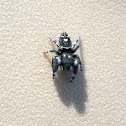 Bold jumping spider