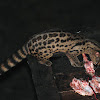 Rusty Spotted Genet