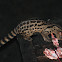 Rusty Spotted Genet