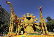 IS IT A LEMON? A worker checks a sculpture made with lemons and oranges which depicts 'The Lion King' during the 84th Lemon Festival in Menton, France