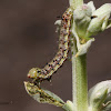 Owlet Moth Caterpillar