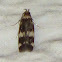 Micro Moth