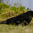 Carrion Crow