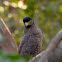 Crested Serpent Eagle