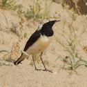 White-Crowned Wheatear