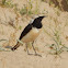 White-Crowned Wheatear