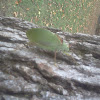 Katydid