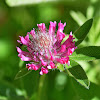 Purple-globe Clover