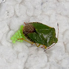 Green Shieldbug