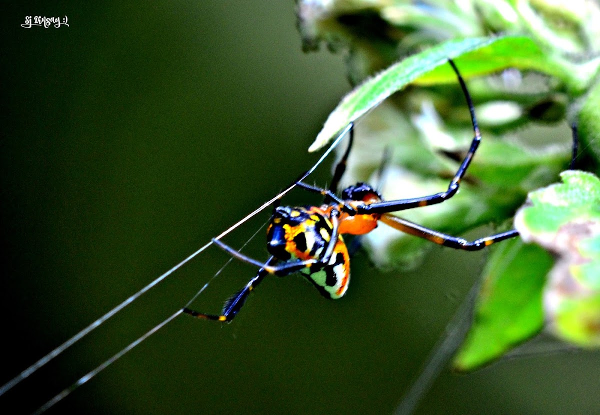 ORANGE SPIDER