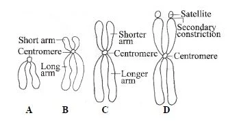 Nucleus and Chromosomes