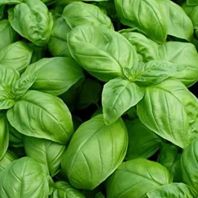 Starfresh Hydroponic Basil Prepack 1 Pc - 1 bunch