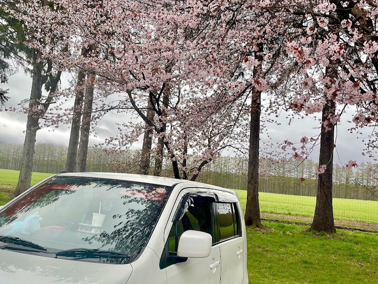 ワゴンRのMH23s・桜とコラボ🌸・静内町の二十間道路の桜🌸・北海道日高に関するカスタム事例の投稿画像3枚目