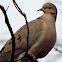 Mourning Dove