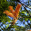 southern silky oak or silky oak,  Australian silver oak