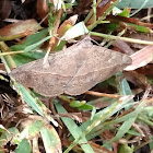 Velvetbean Caterpillar moth