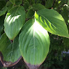 Flowering Dogwood