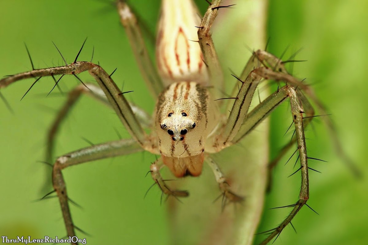 Lynx Spider