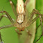 Lynx Spider