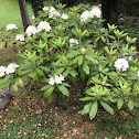 Rhododendron