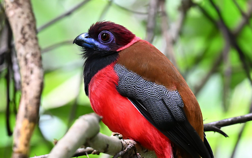 Vivid Tropical Bird Preview 1