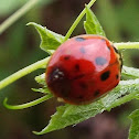 Multicolored Asian Lady Beetle