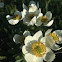 Narcissus-flowered Anemone