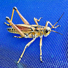 Eastern lubber grasshopper