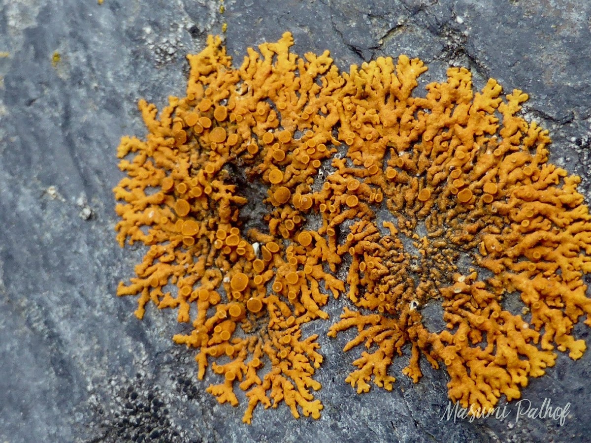 Elegant Sunburst Lichen