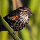 Red-winged Blackbird