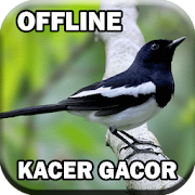 Suara Burung Kacer Gacor mp3 3.0 Icon