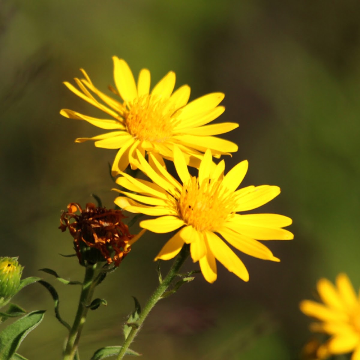 Prairie Golden Aster