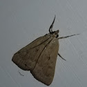 Garden webworm moth