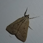 Garden webworm moth