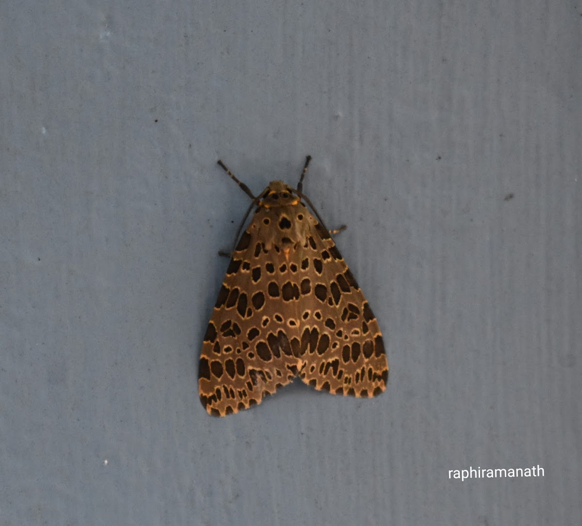 Olepa Moth