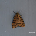 Olepa Moth