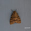 Olepa Moth